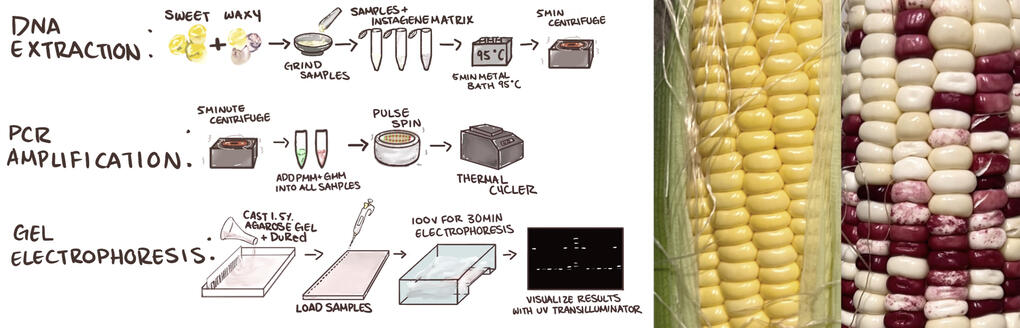 Corn DNA Extraction Procedure Art by: Me